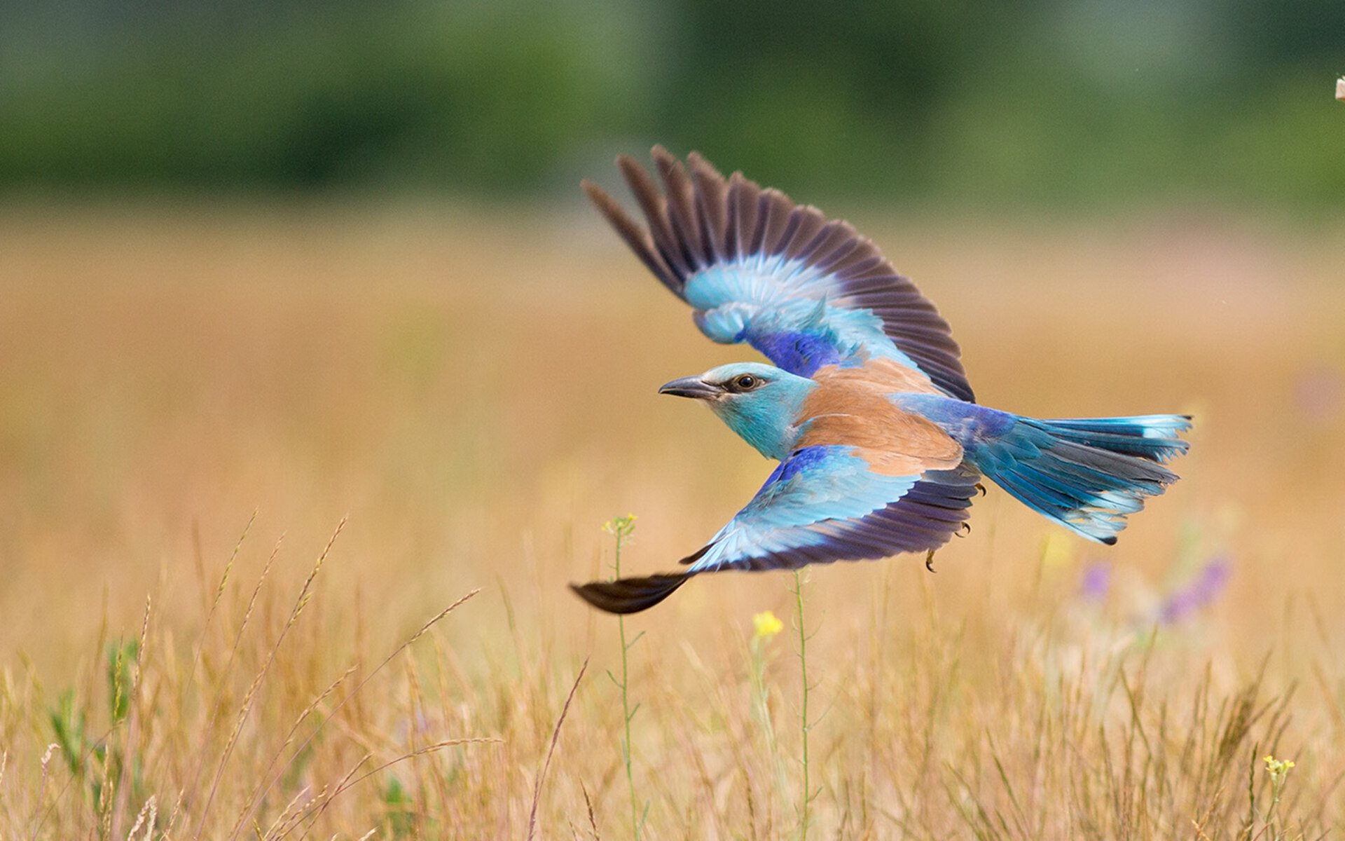 女子400自德国健将位列第八,德国800米女名将