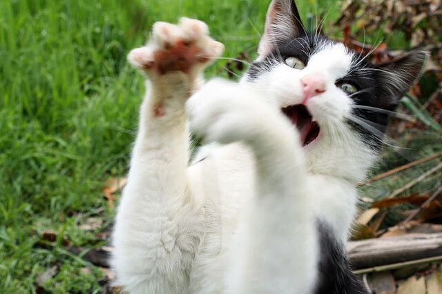 爱游戏官方网站-澳大利亚团队赛制分析：团体合作如何弥补个人弱点，澳大利亚队员