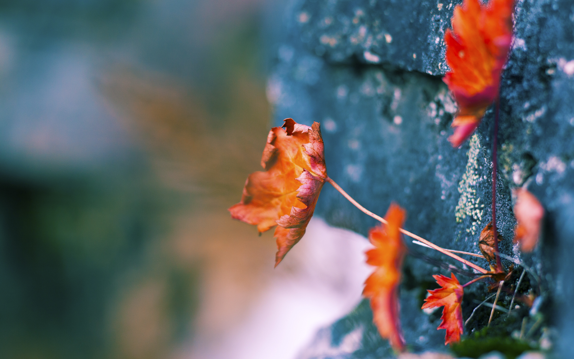 美国队在国际乒联混合团体世界杯中的技术优势与战术执行,美国乒乓球代表队
