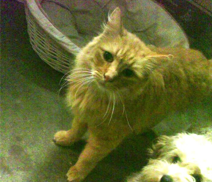 格鲁塞100米蝶泳全程领先抢眼，格鲁塞特