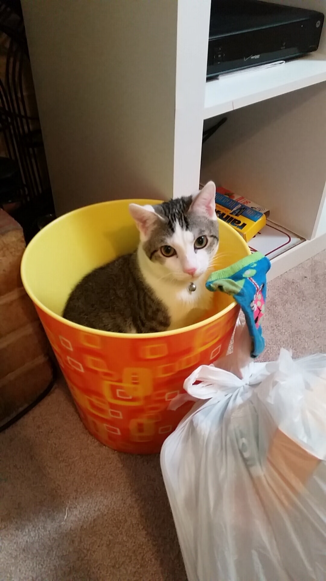 水球比赛比利时女队配合默契，女子水球小组赛中国6比7美国