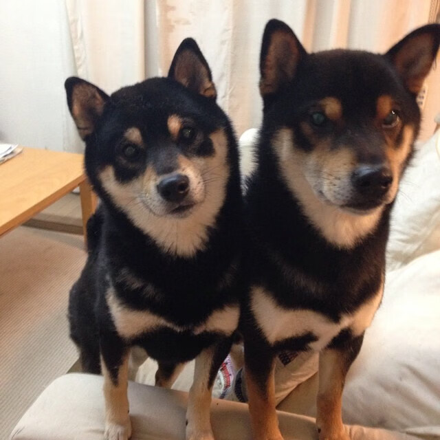 西蒙蛙泳成绩稳定 提升空间仍大,西蒙h.simon