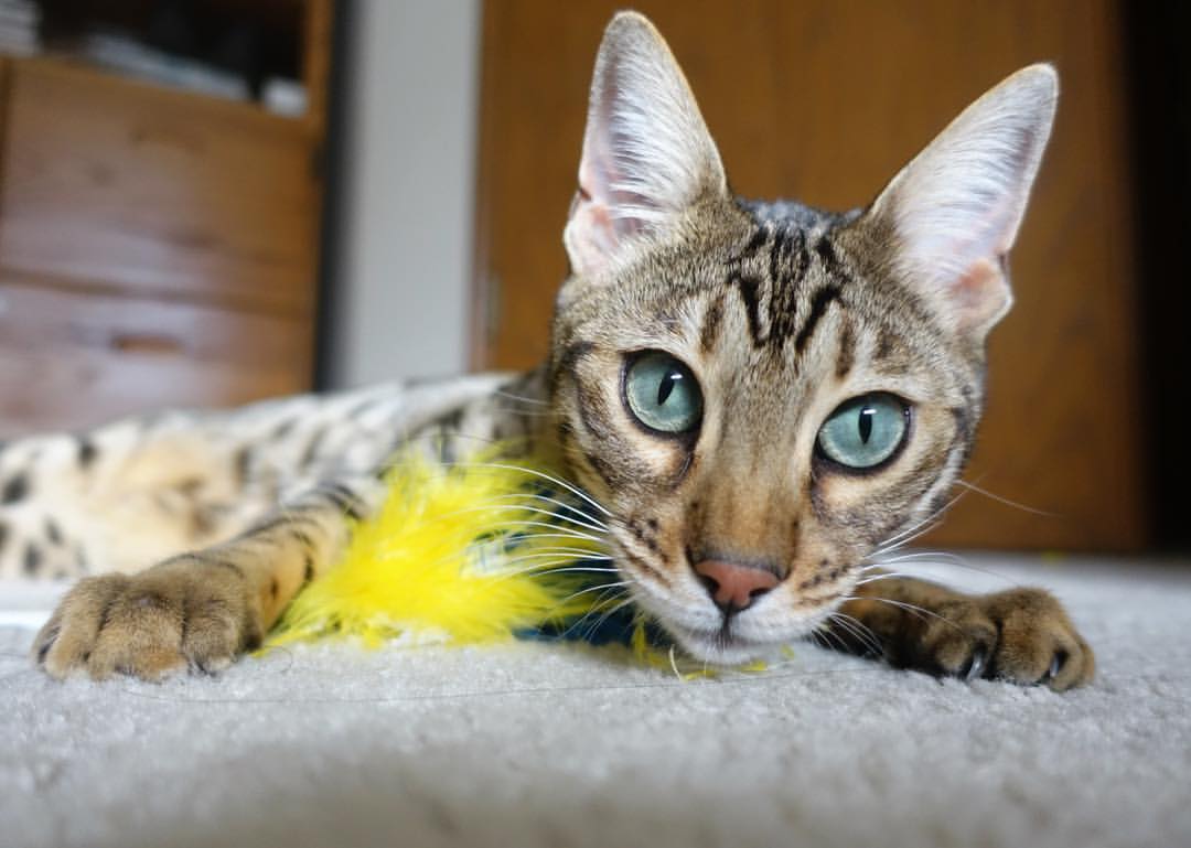 青少年篮球赛事加强纪律管理保障赛事顺利进行,青少年篮球邀请赛